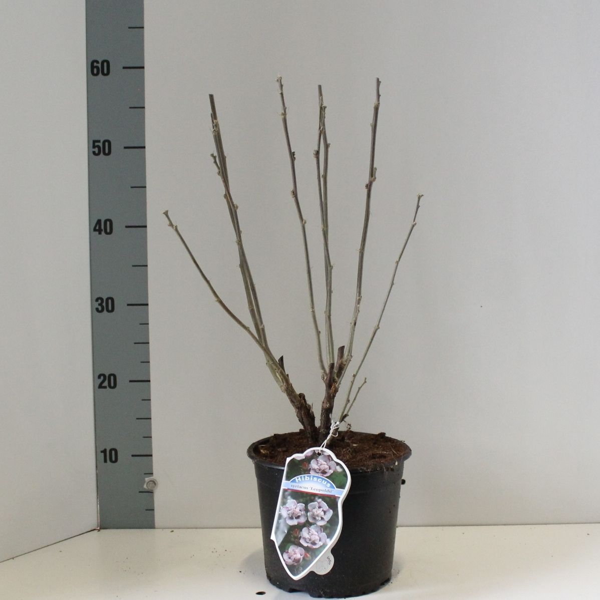 Hibiscus syr. Speciosus 50cm 19cm Pot