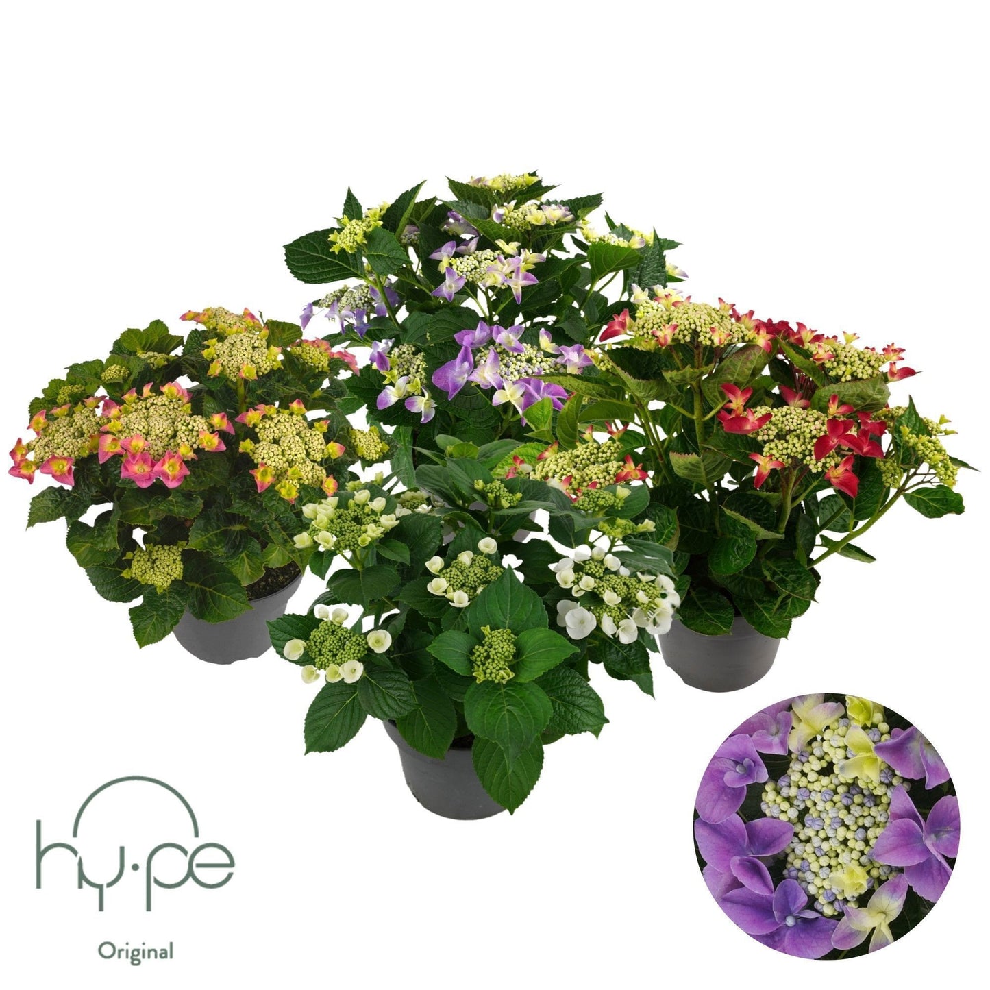 Hydrangea macr. Lacecap mix 45cm 23cm Pot