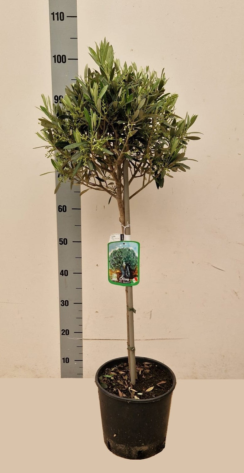 Olea europaea 95cm 21cm Pot