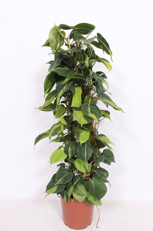 Philodendron Brasil column 110cm 24cm Pot