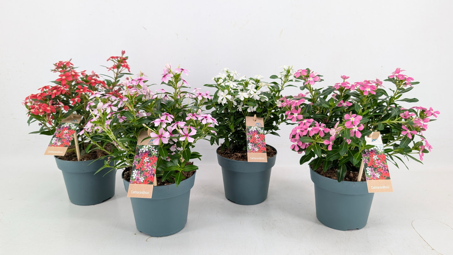 Catharanthus Soirée Mix 17cm 14cm Pot