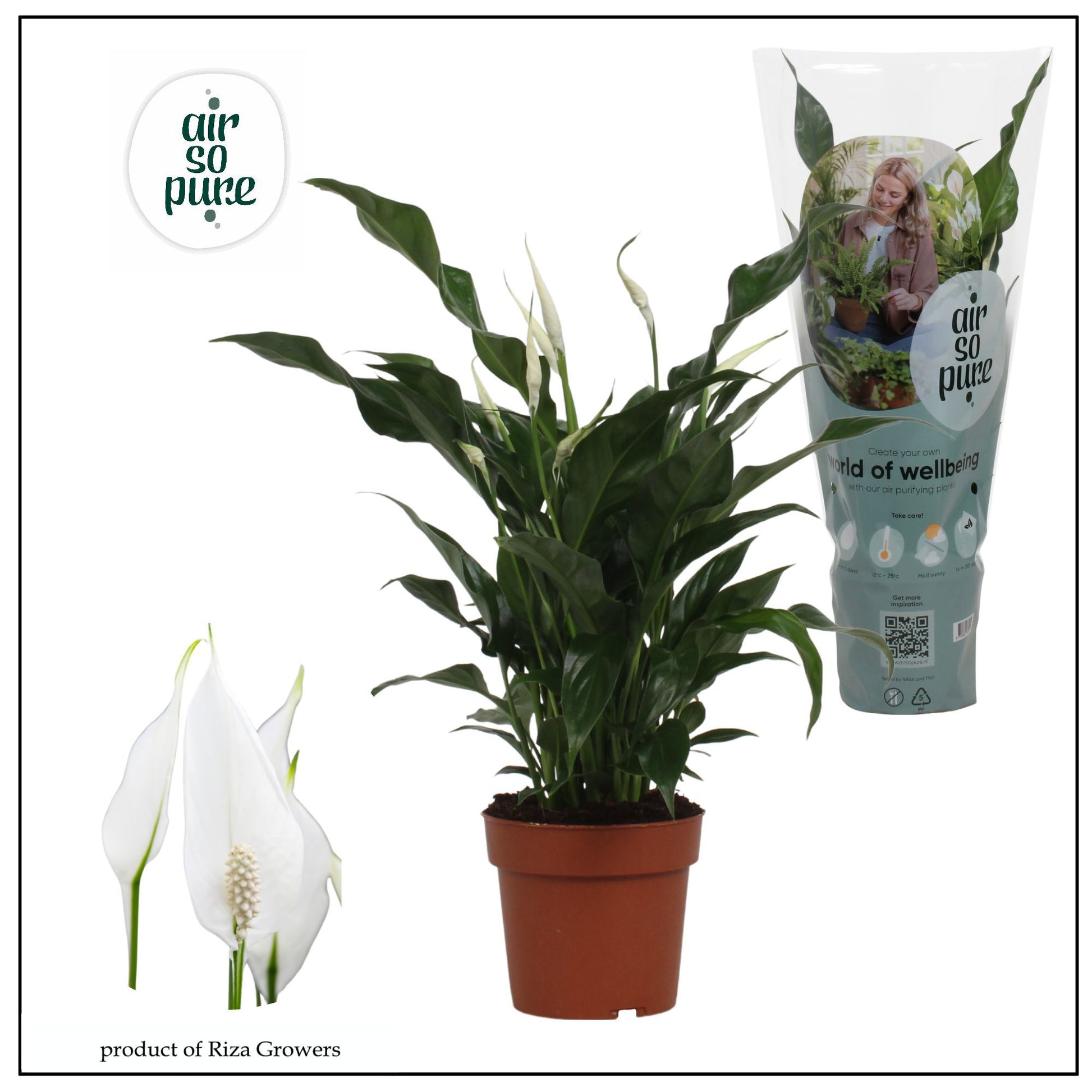 Spathiphyllum Sweet Curiosa 55cm 13cm Pot