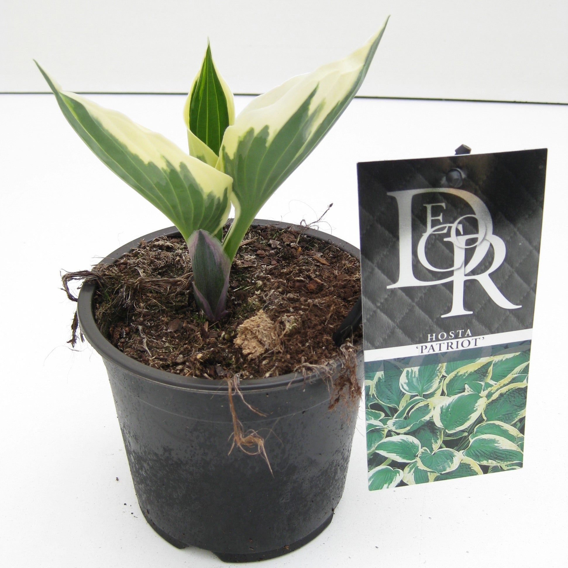 Hosta Patriot 25cm 13cm Pot