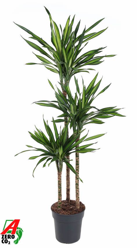 Dracaena fragrans Riki 90-60-30 130cm 24cm Pot