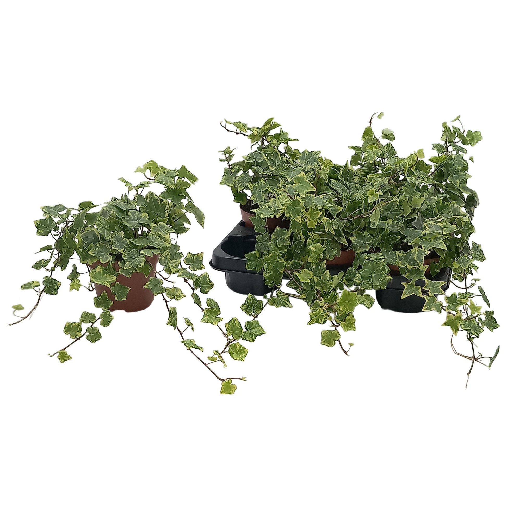 Hedera hel. Golden Kolibri 13cm Pot