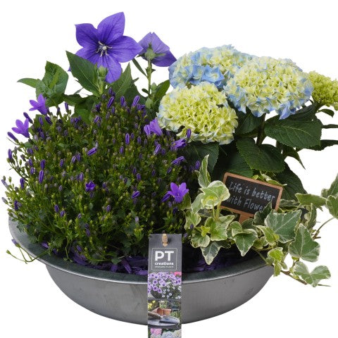 PTPP6861 Arrangementen Perkplanten 29cm 33cm Pot
