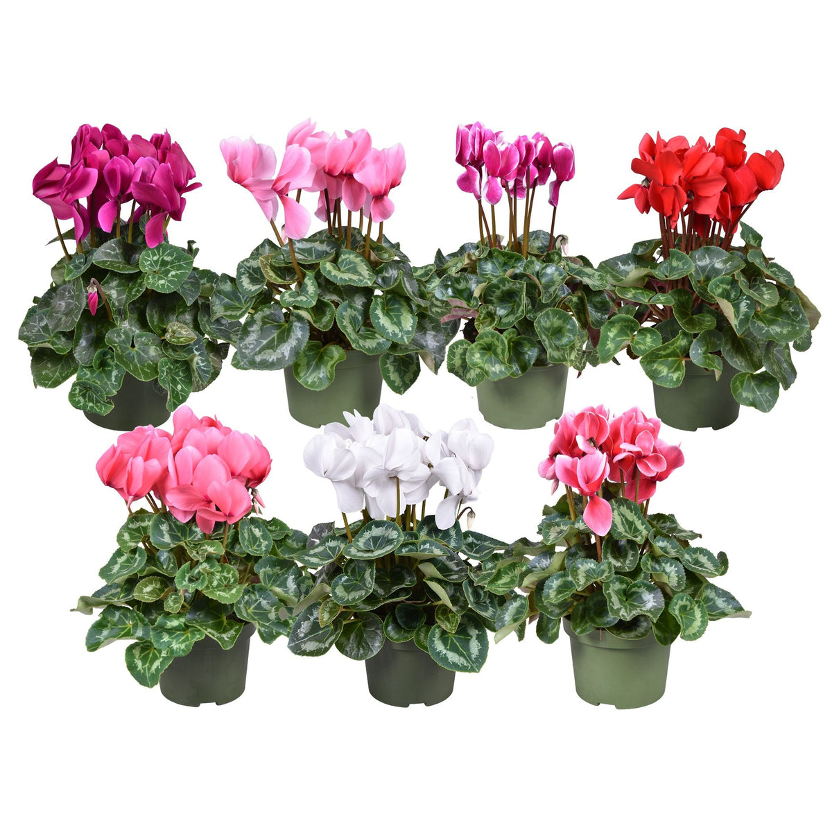 Cyclamen Leopardo 35cm 13cm Pot