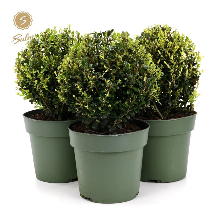 Ilex crenata Jenny 35cm 17cm Pot