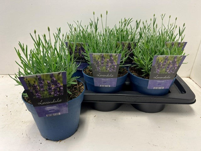 Lavandula Hidcote 25cm 17cm Pot