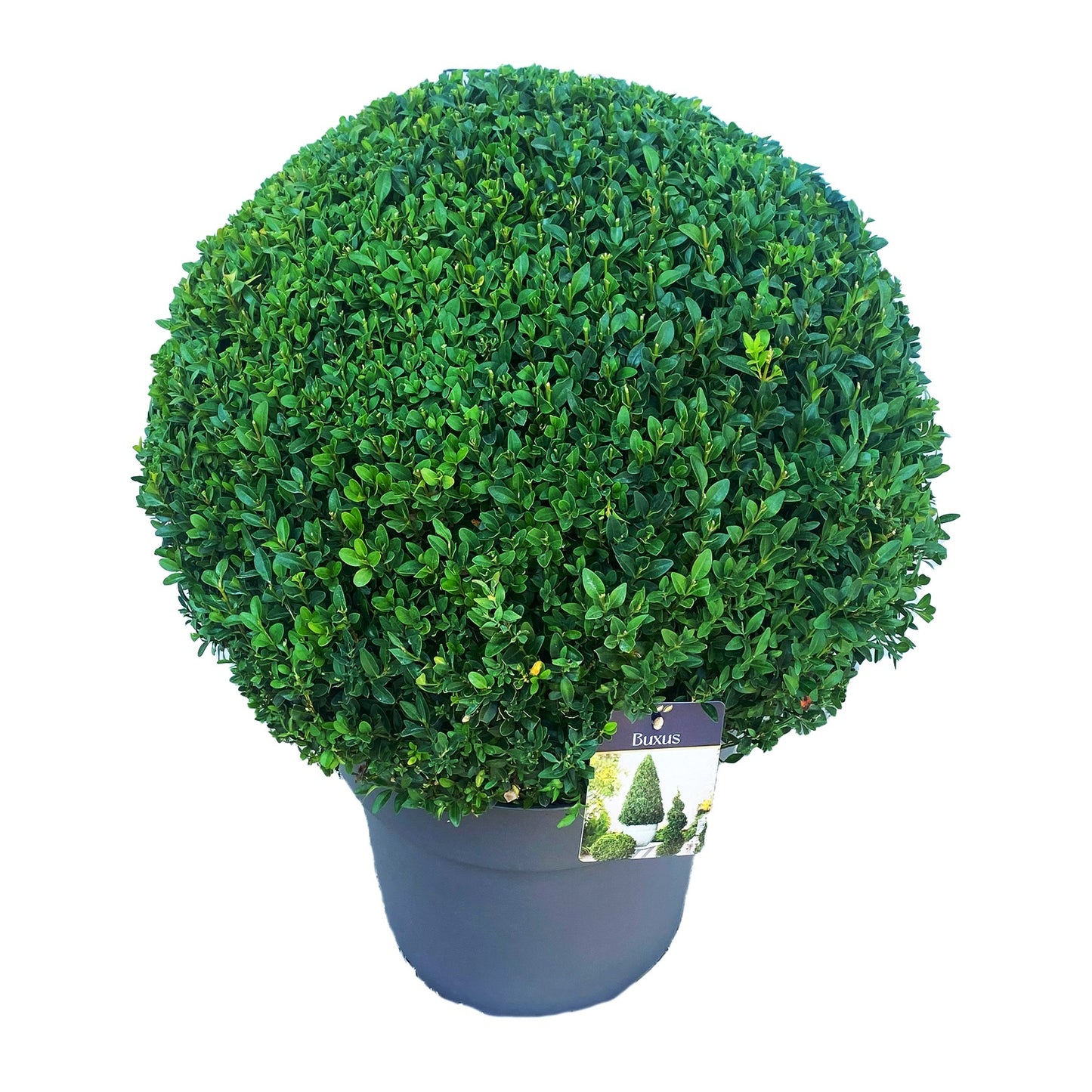 Buxus sempervirens ball 70cm 40cm Pot