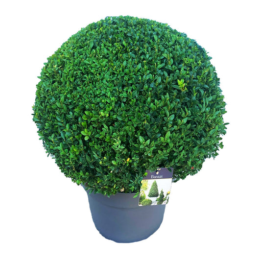 Buxus sempervirens ball 70cm 40cm Pot