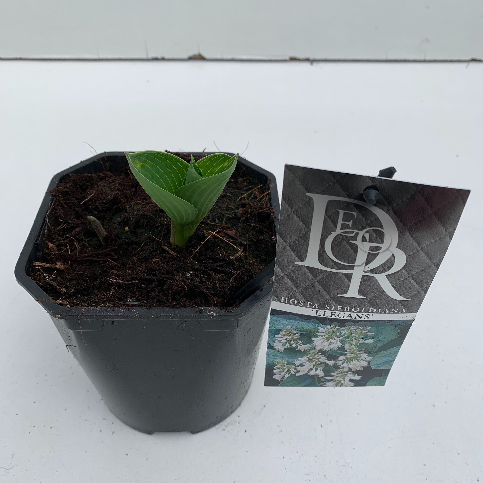Hosta sieb. Elegans 30cm 17cm Pot