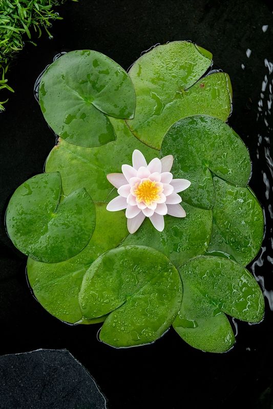 Nymphaea Marliacea Carnea 30cm 18cm Pot