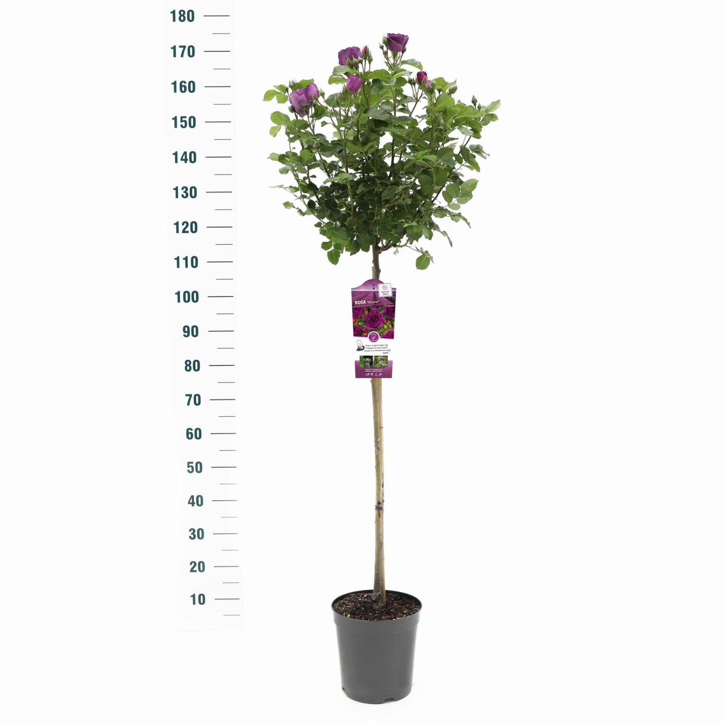 Rosa Hybrid 105cm 24cm Pot
