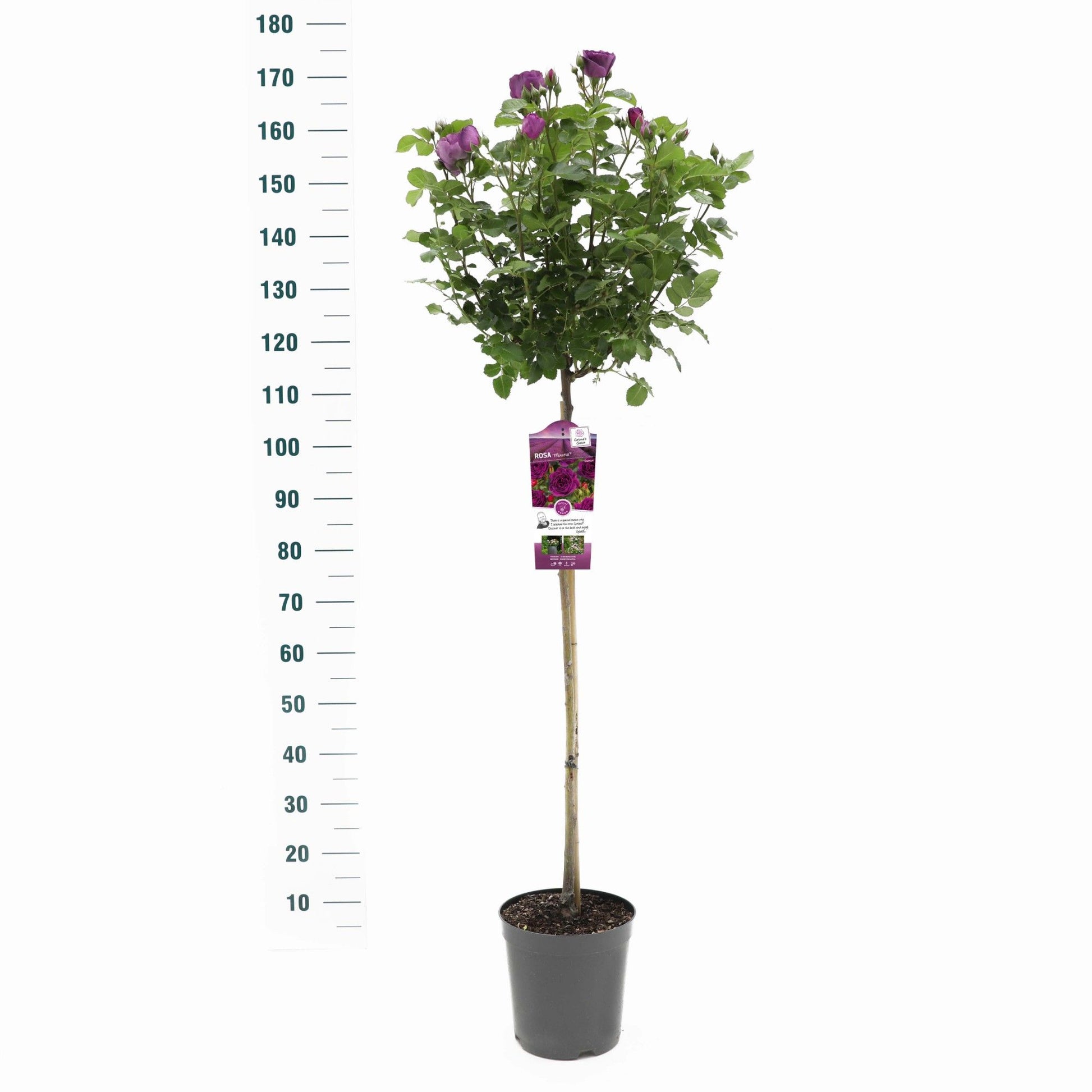 Rosa Hybrid 105cm 24cm Pot