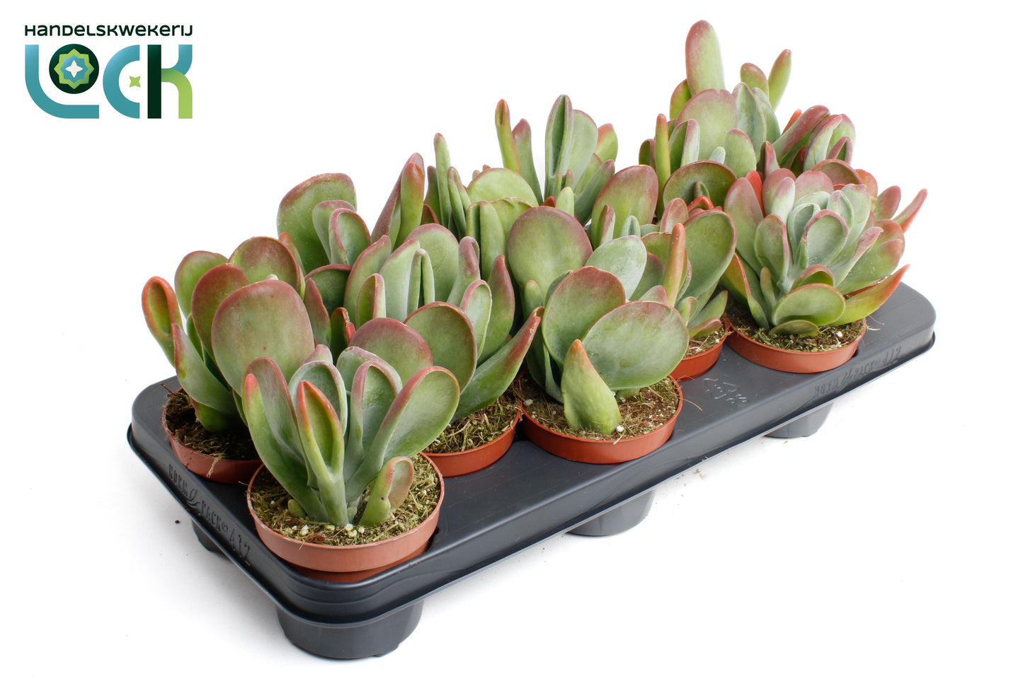Kalanchoe oricula 15cm 510cm Pot