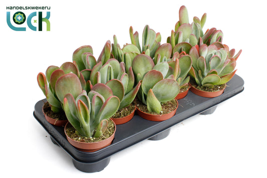 Kalanchoe oricula 15cm 510cm Pot