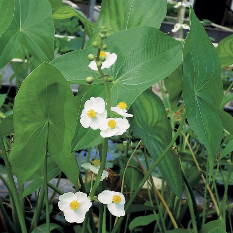 Sagittaria latifolia 20cm 9cm Pot