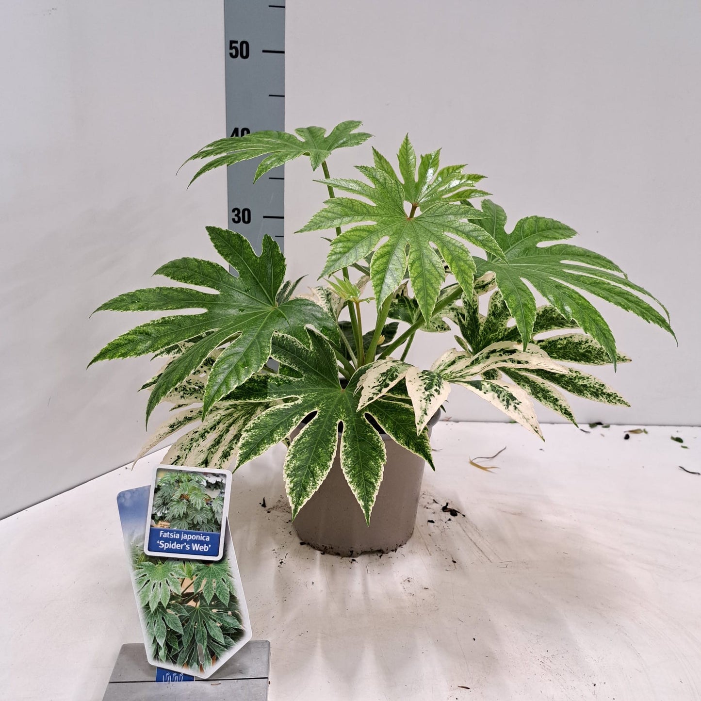 Fatsia jap. Spiders Web 35cm 17cm Pot