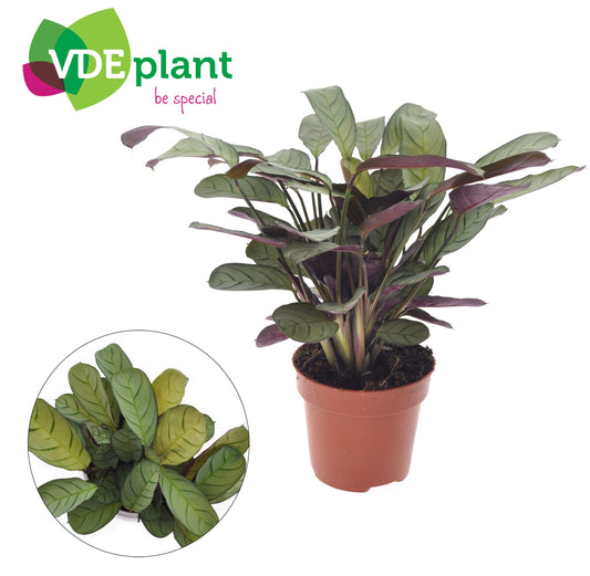 Ctenanthe burle-marxii Amagris 20cm 12cm Pot