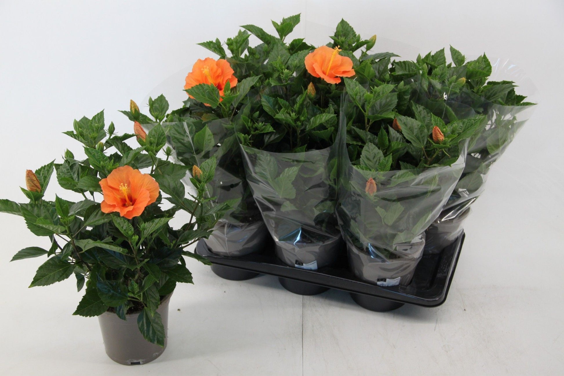 Hibiscus rosa-sinesis Bombay 50cm 17cm Pot