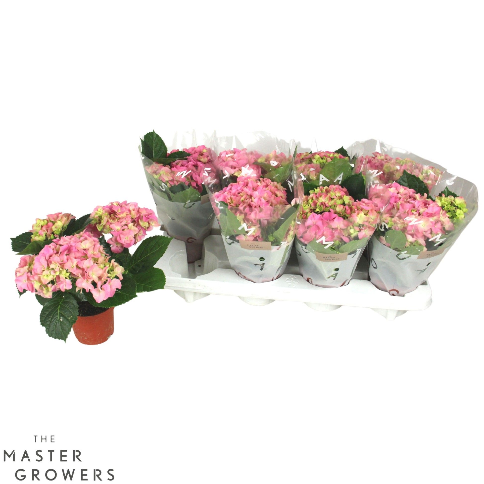 Hydrangea macrophylla pink 22cm 10cm Pot