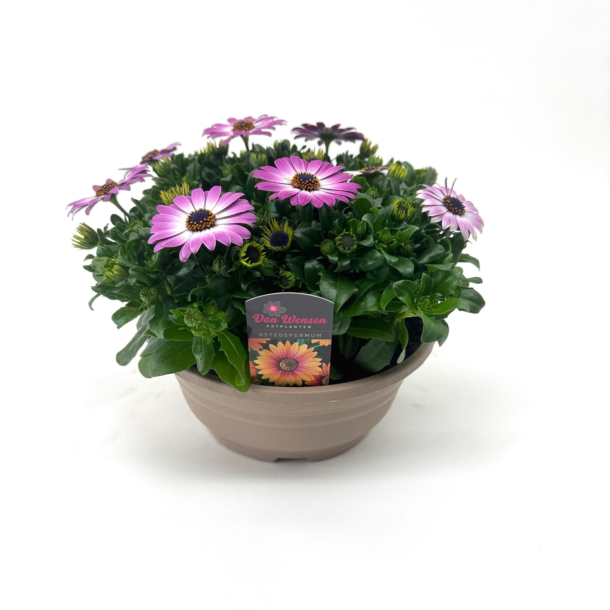 Osteospermum Margarita Pink Flare 24cm 21cm Pot