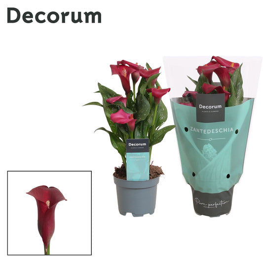 Zantedeschia Royal Valentine 30cm 510cm Pot