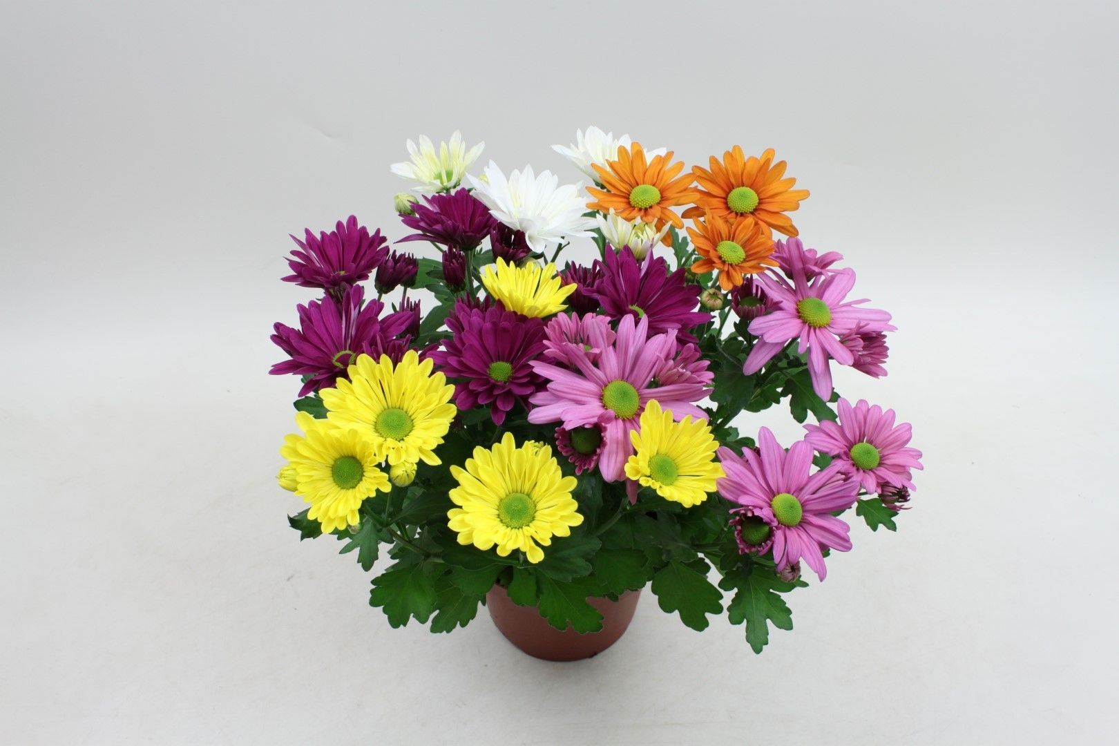 Chrysanthemum Rock&Roll 27cm 14cm Pot
