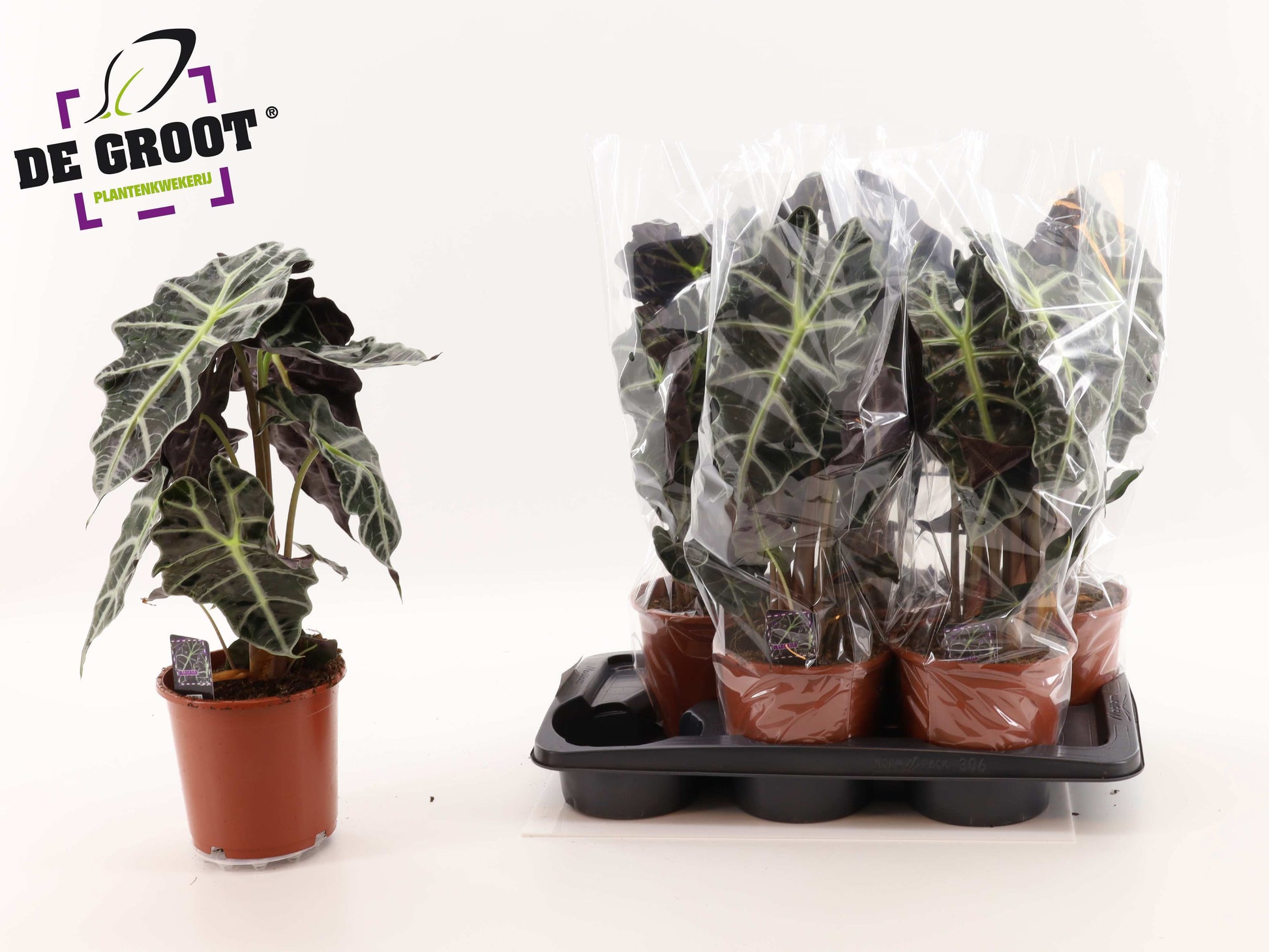 Alocasia Polly 55cm 17cm Pot