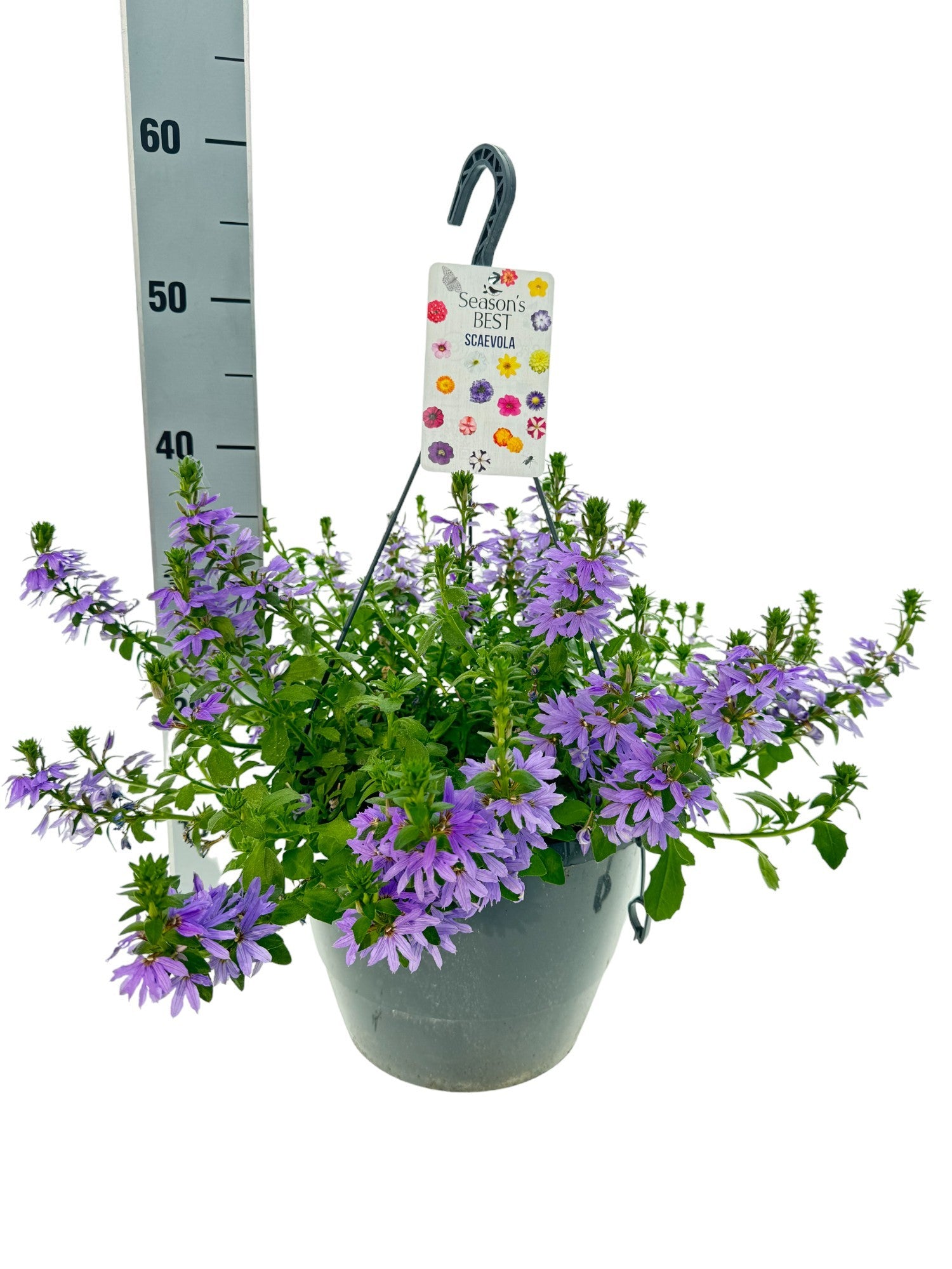 Scaevola mix 50cm 27cm Pot