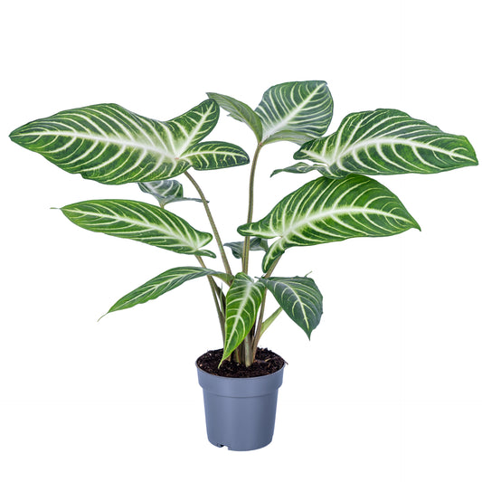 Xanthosoma lindenii 45cm 14cm Pot