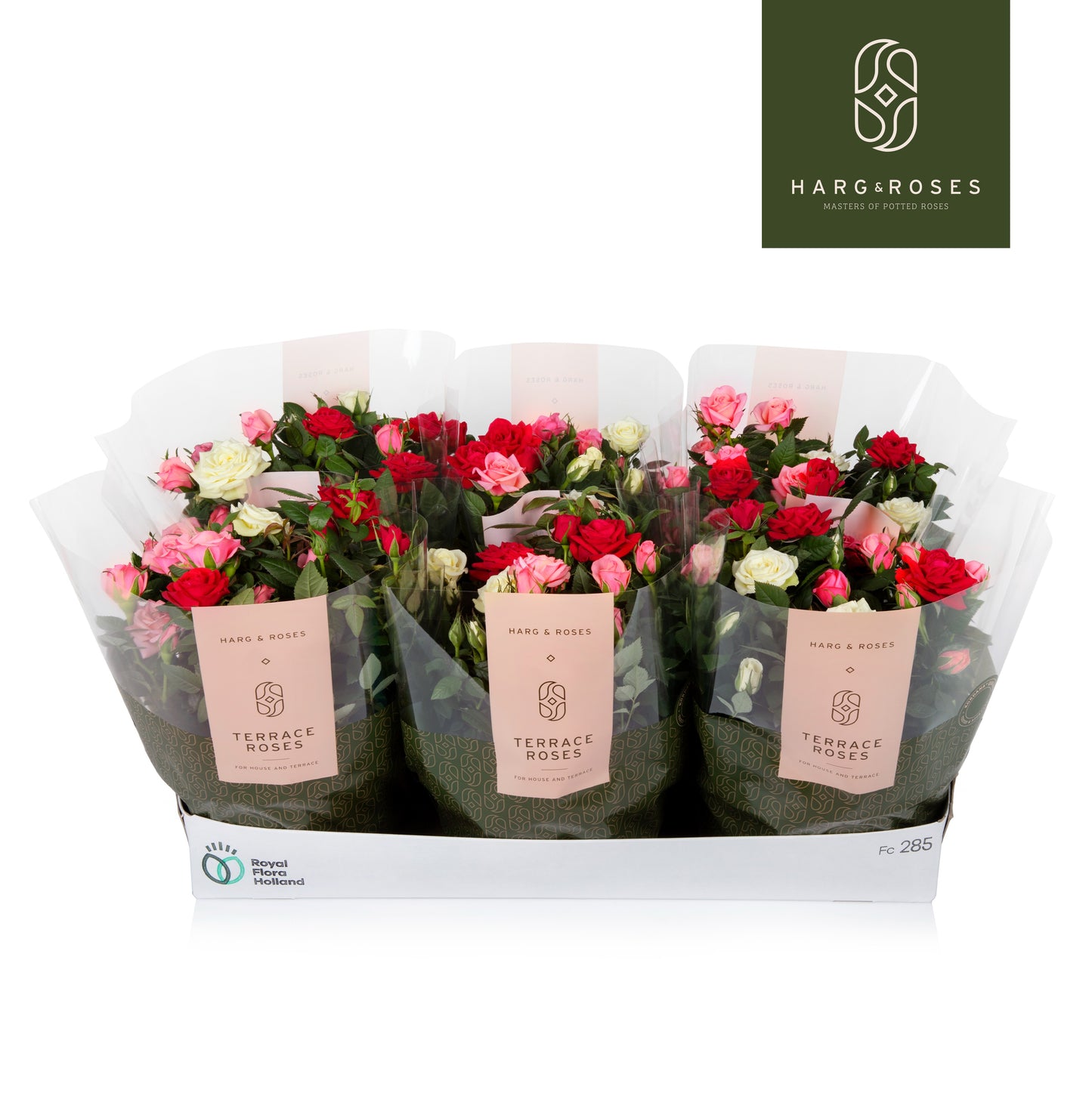 Rosa Kordana carnaval 26cm 21cm Pot