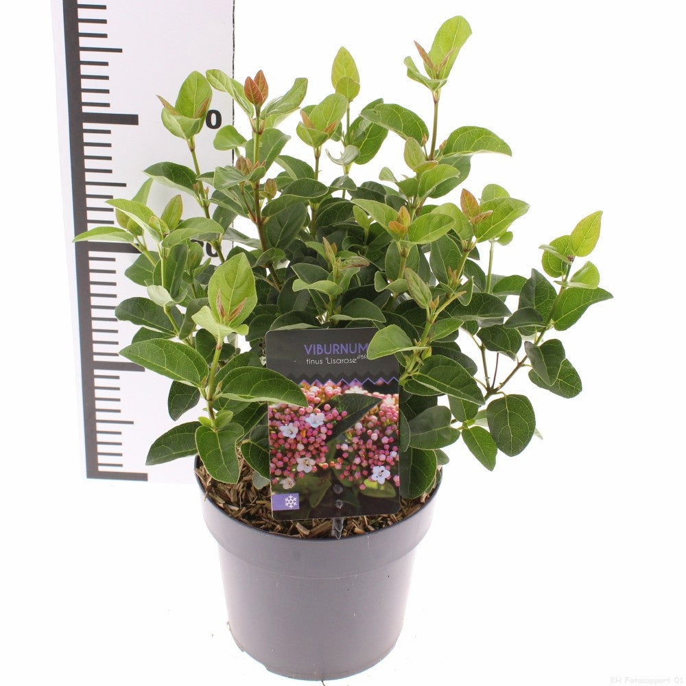 Viburnum tinus 25cm 17cm Pot