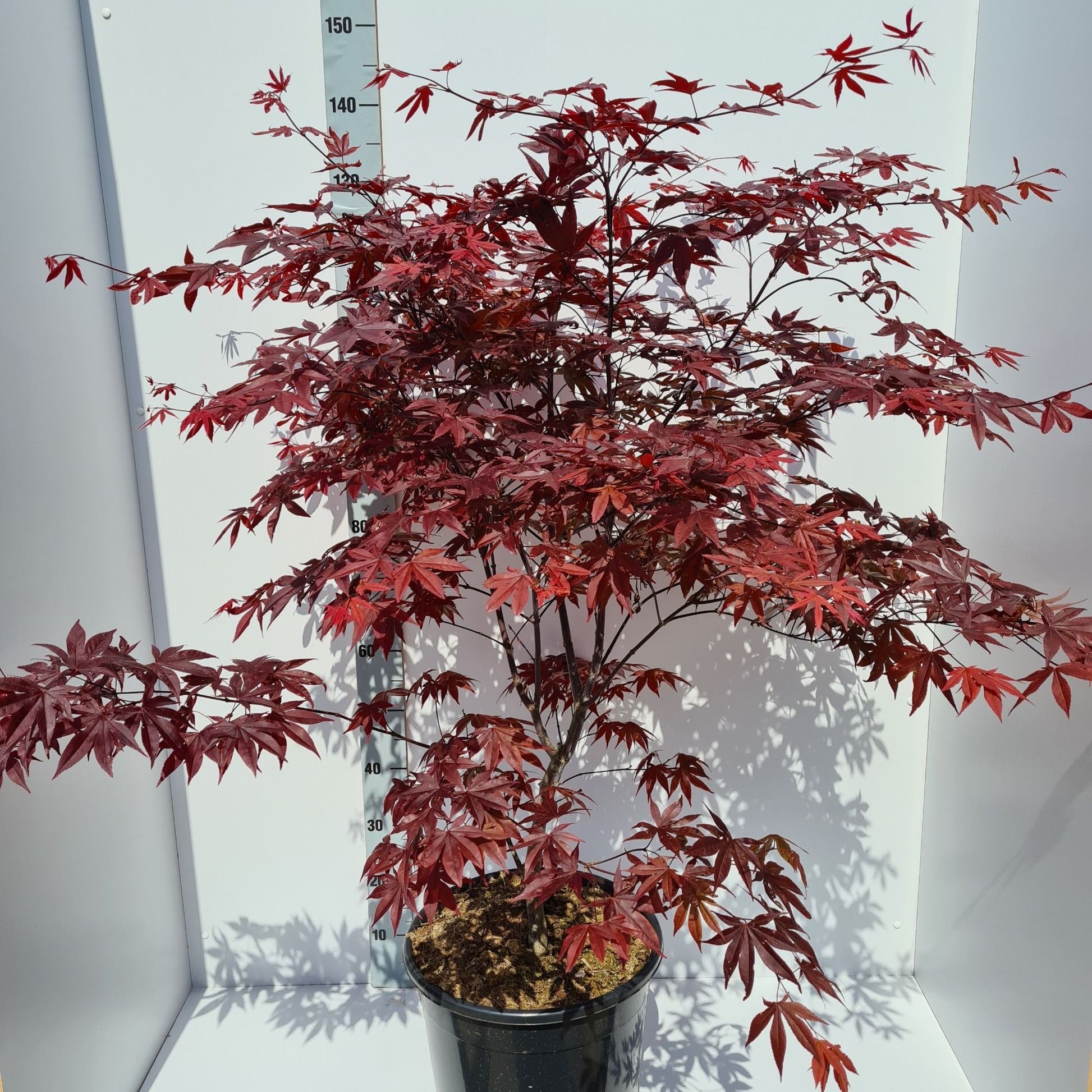 Acer Red Emperor 160cm 36cm Pot