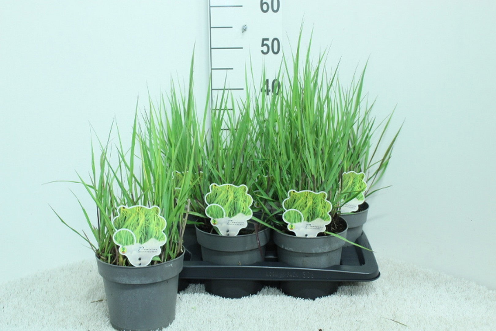 Panicum vir. Heavy Metal 50cm 17cm Pot