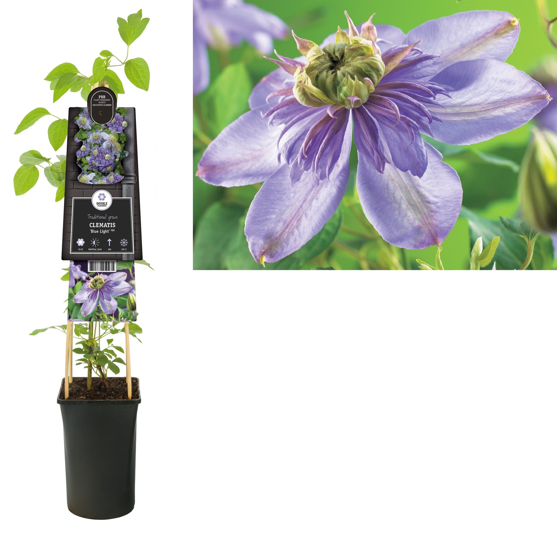 Clematis pat. Blue Light 75cm 17cm Pot