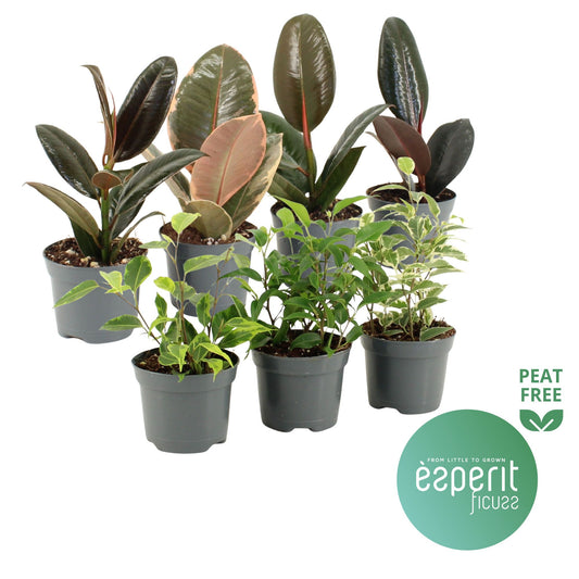Ficus mix 20cm Special Pot (508)