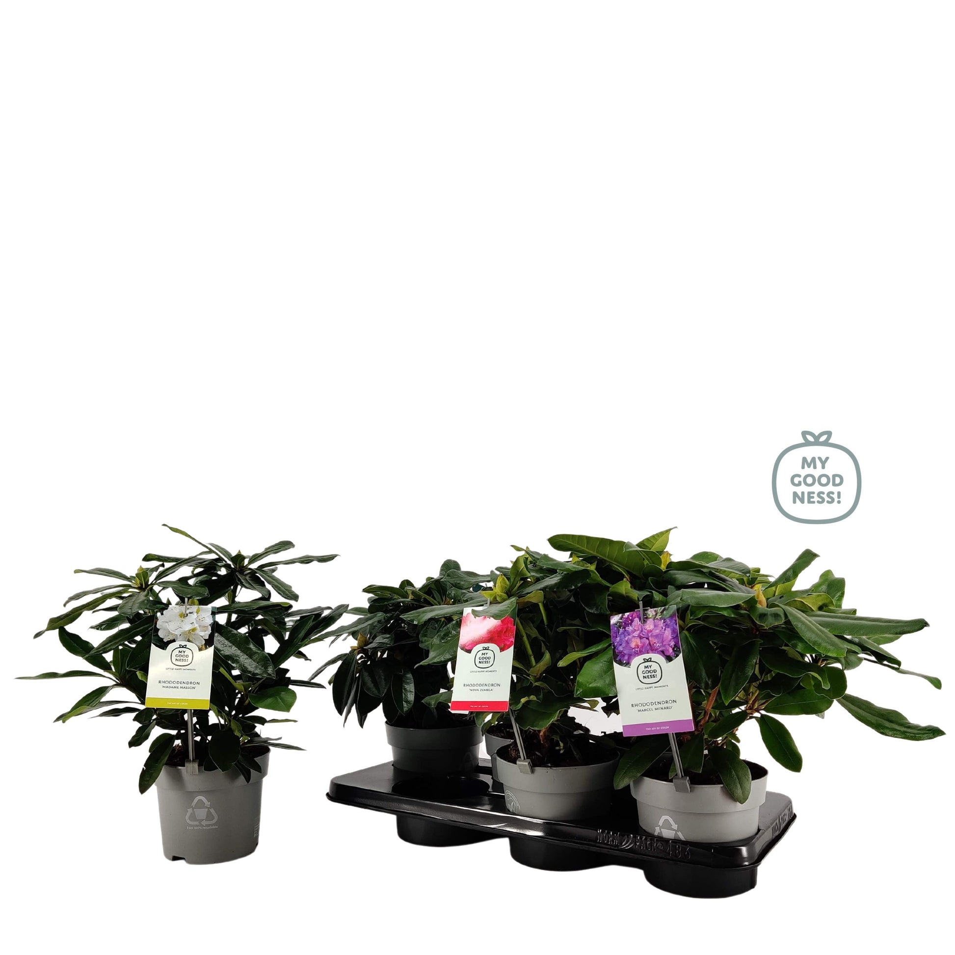 Rhododendron yakushimanum mix 35cm 15cm Pot