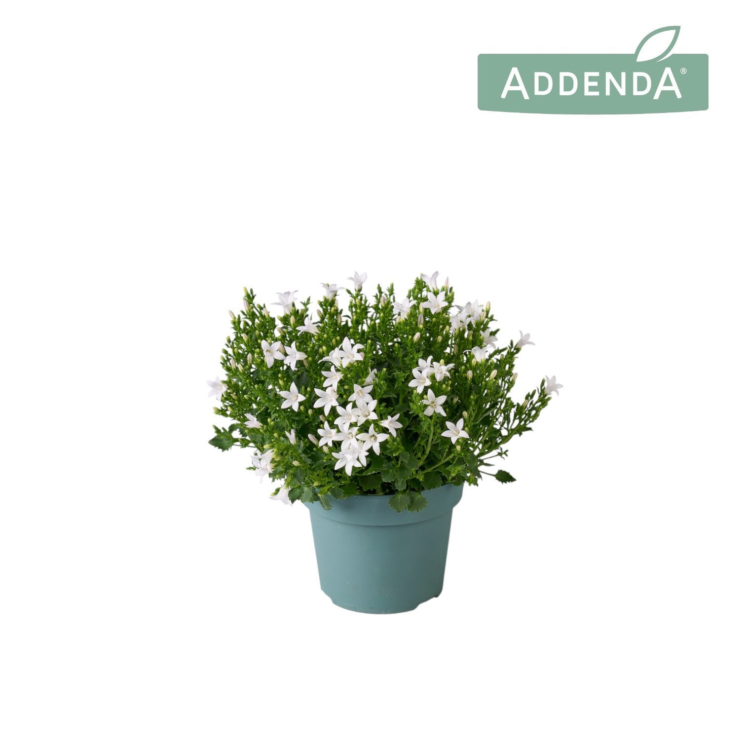 Campanula Ambella white 22cm 14cm Pot