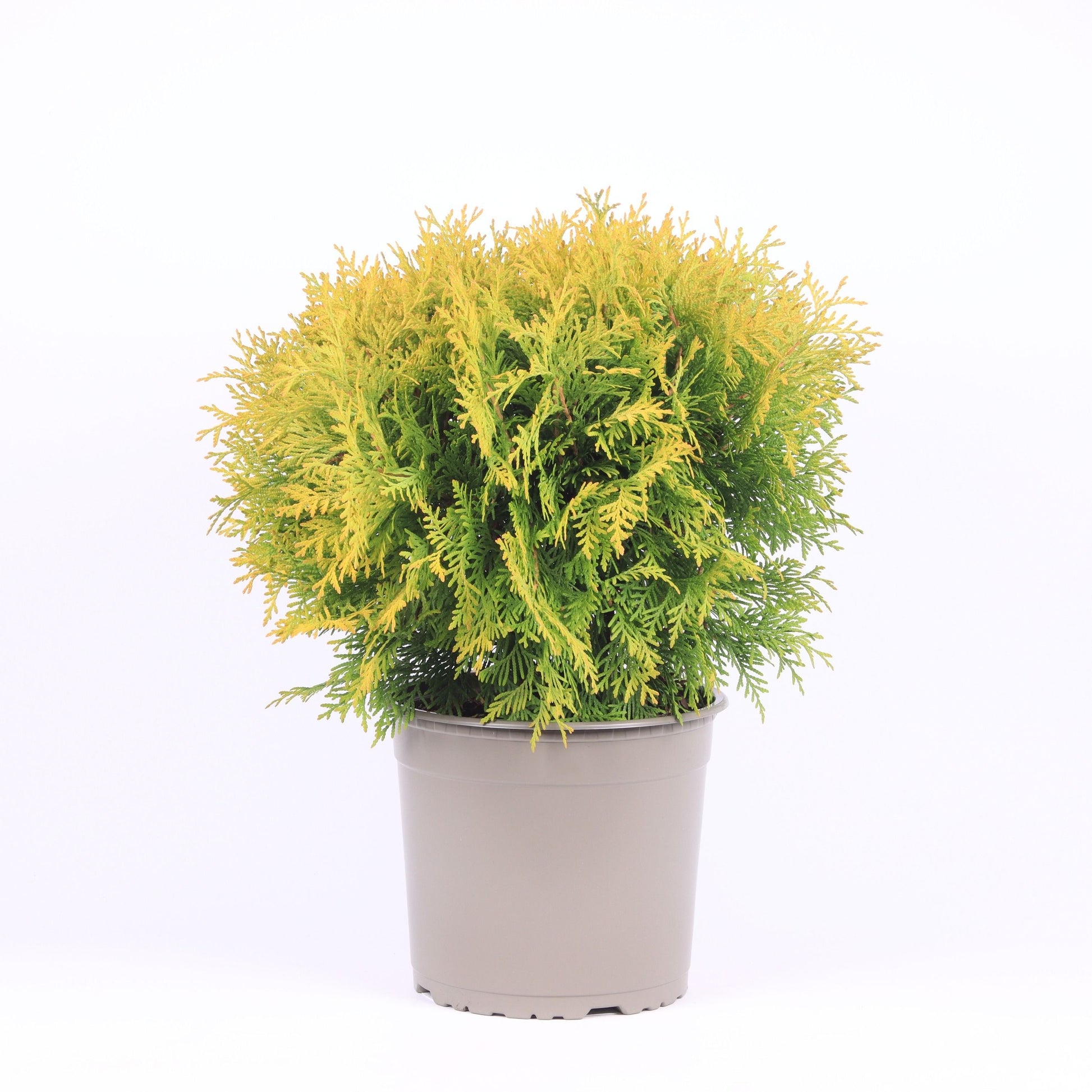 Thuja occ. Golden Globe 50cm 23cm Pot