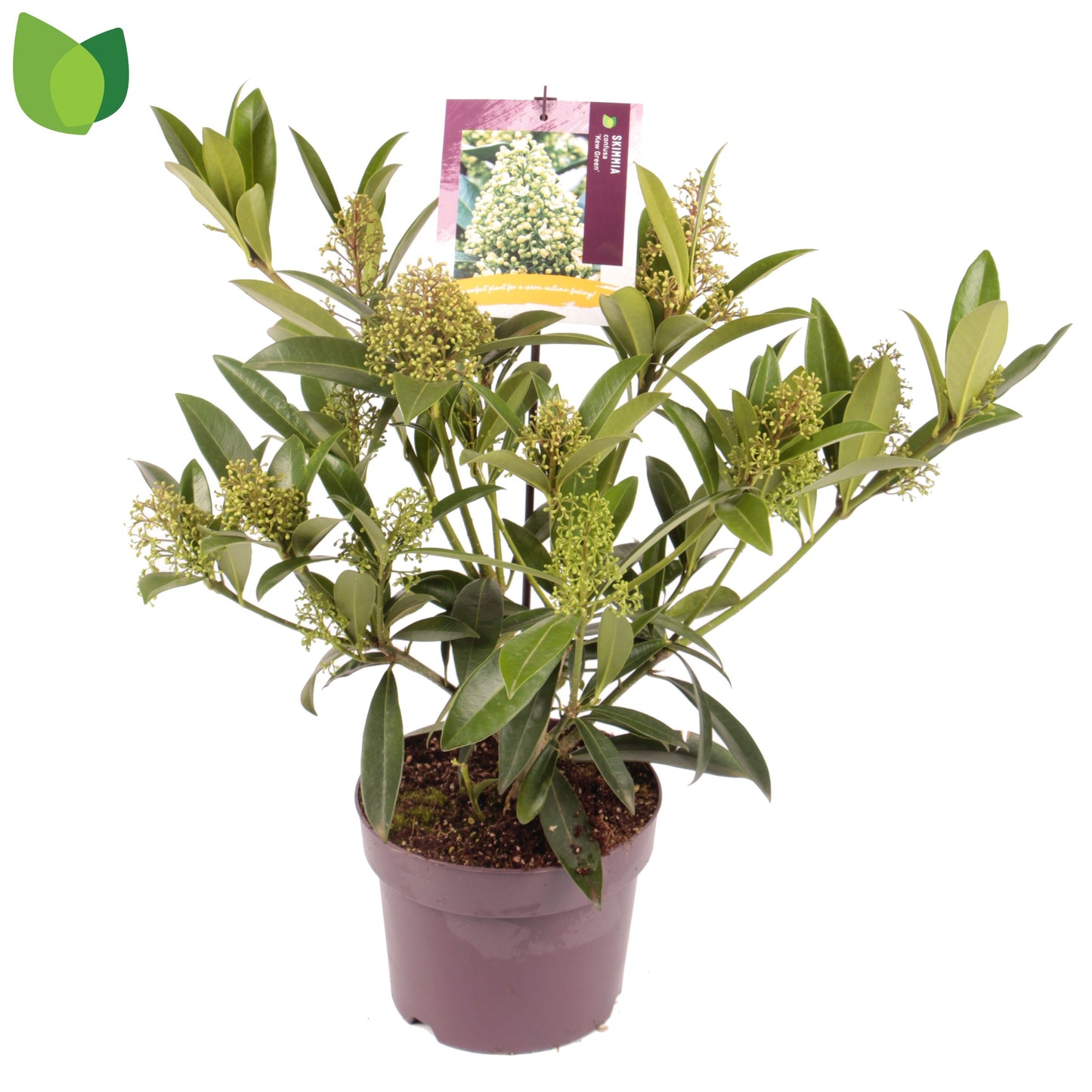 Skimmia con. Kew Green 45cm 19cm Pot