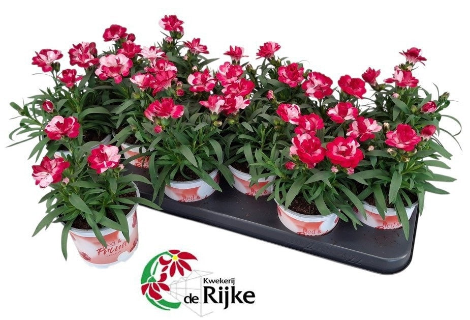 Dianthus Sprint Red & Proud 20cm 10cm Pot
