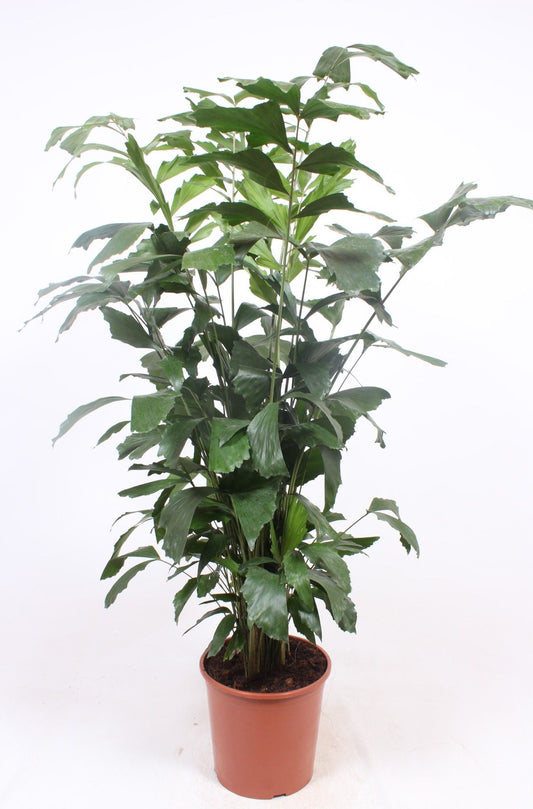 Caryota mitis 150cm 30cm Pot