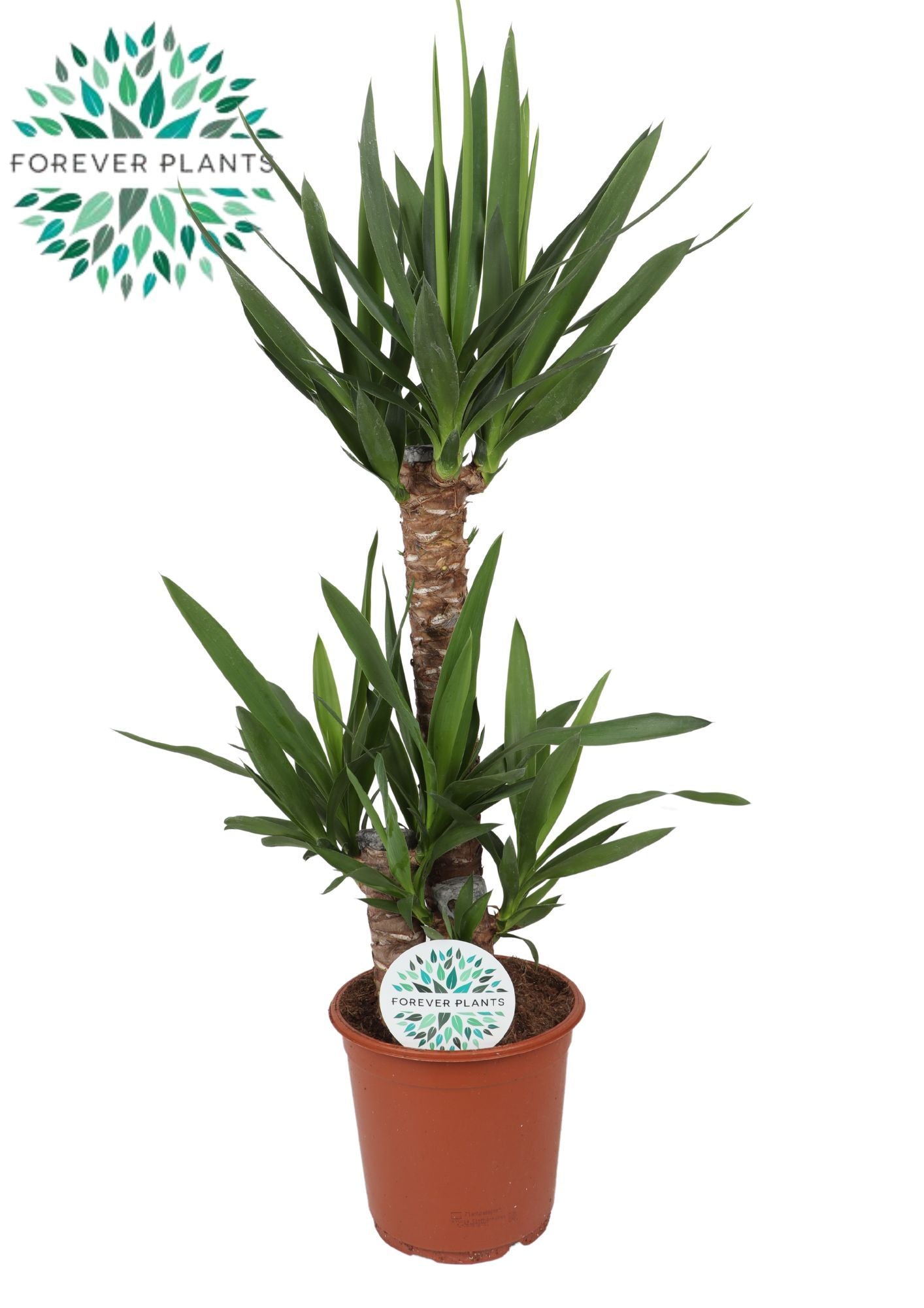 Yucca  60-30-20 95cm 21cm Pot