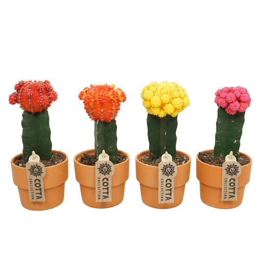Gymnocalycium mix (+ drp.terracotta) 22cm Special Pot (508)