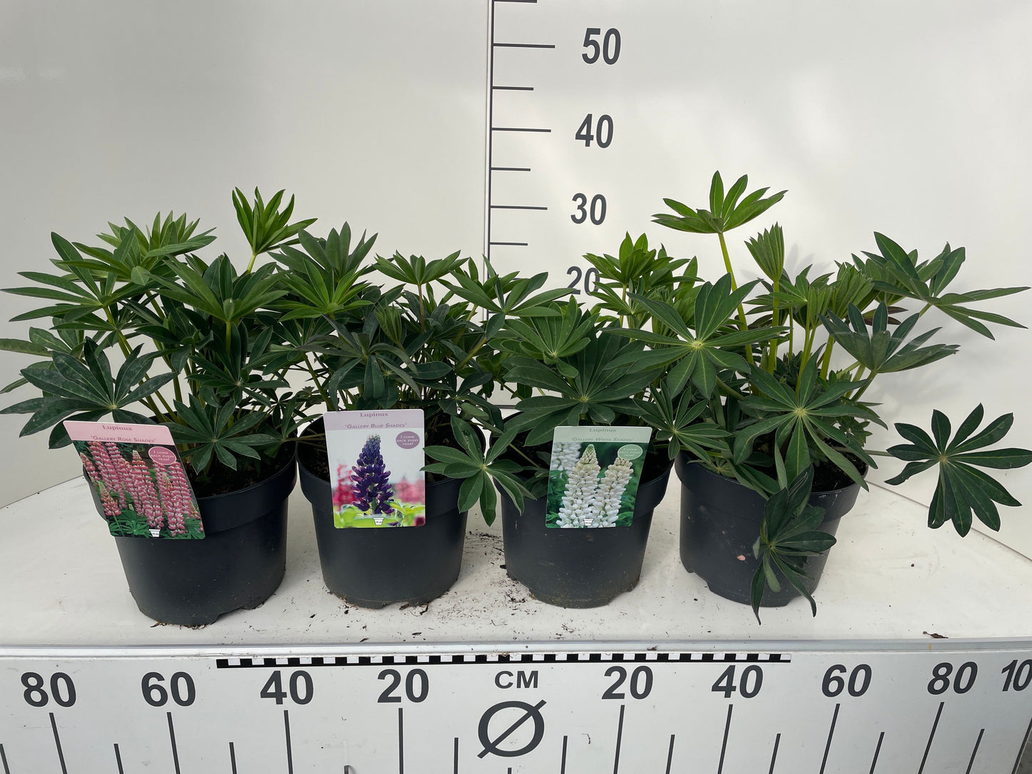 Lupins mix 45cm 19cm Pot