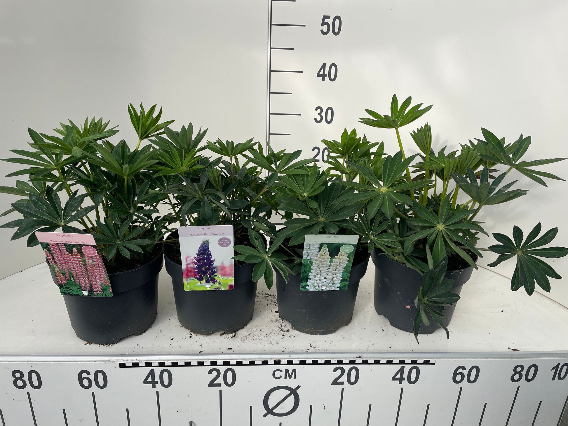 Lupins mix 45cm 19cm Pot