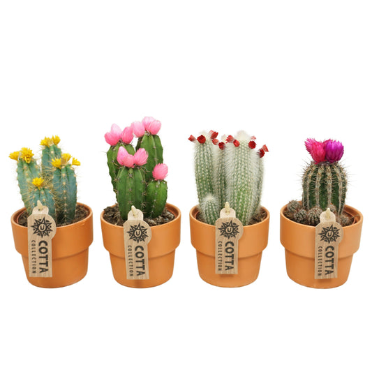 Cactus decorated (+ drp.terracotta) 17cm Special Pot (508)