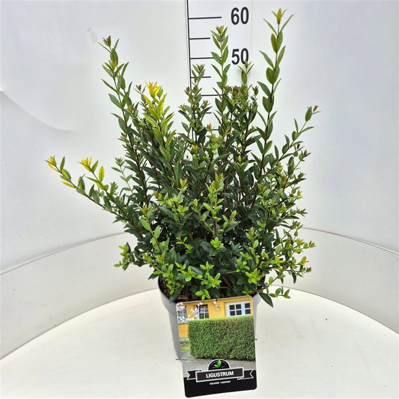 Ligustrum vulgare Atrovirens 65cm 28cm Pot